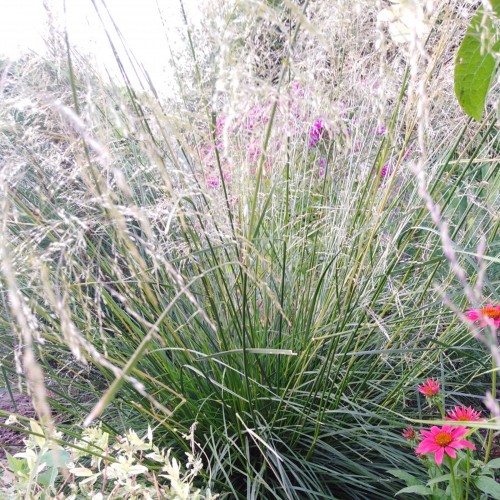 Deschampsia cespitosa 'Tauträger' - Luht-kastevars 'Tauträger' P9/0,55L
